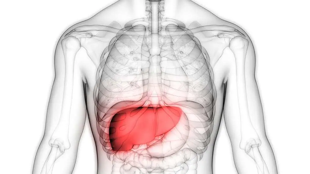 Illustration-of-human-torso-liver